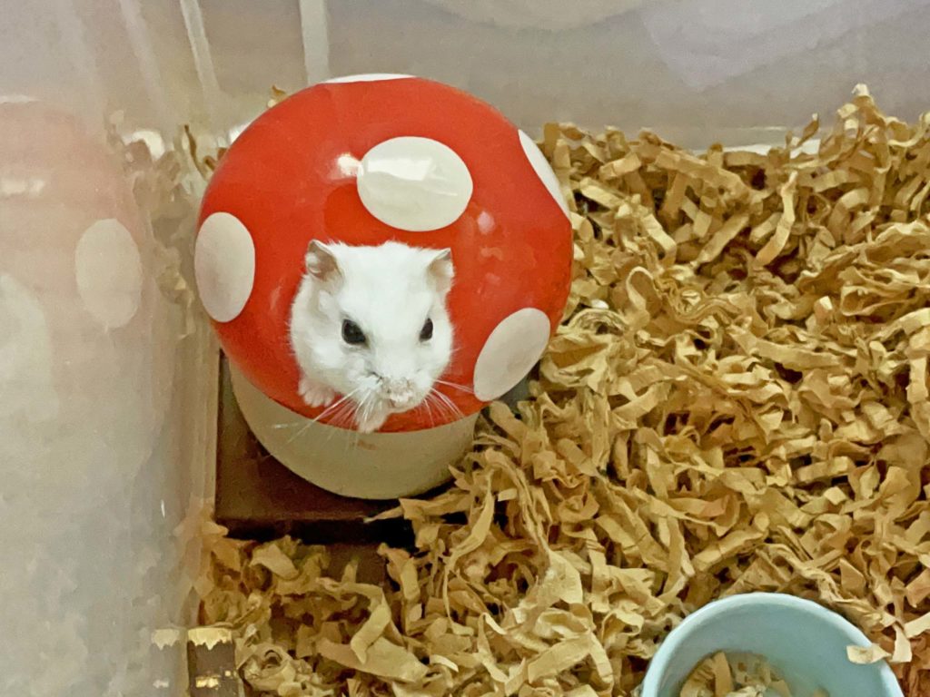 ハム公🐹（仮名）観察日記209：寝起きのハム公🐹(仮名)チーズ🧀を貰う