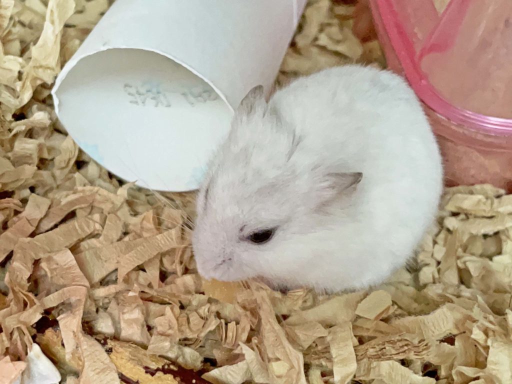 ハム公🐹（仮名）観察日記210：ハム公🐹(仮名)チーズ🧀を食べる