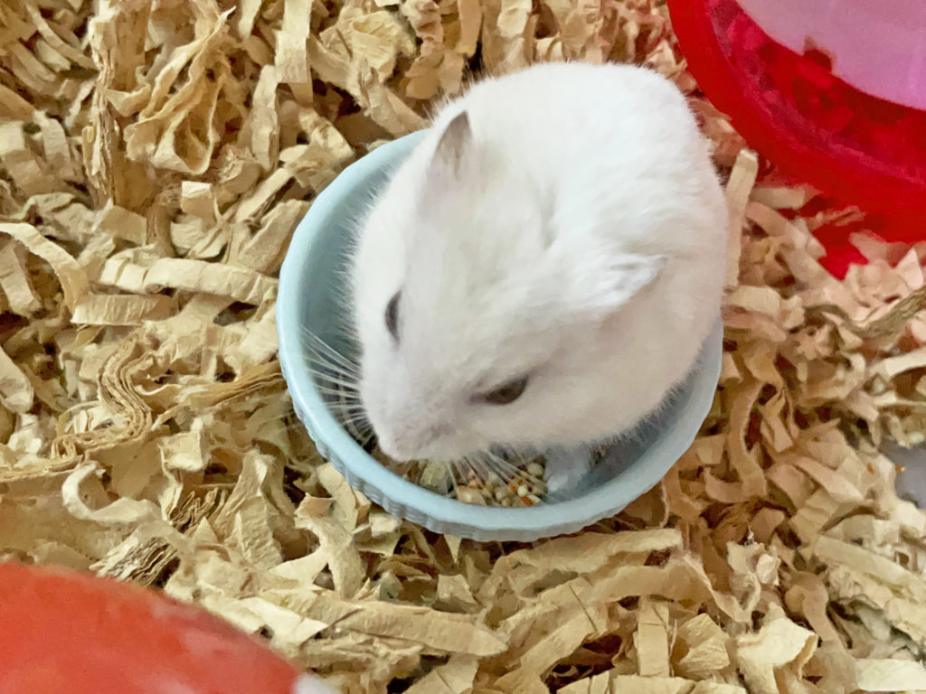 ハム公🐹（仮名）観察日記211：ハム公🐹(仮名)エサ皿のエサを頬袋に詰める