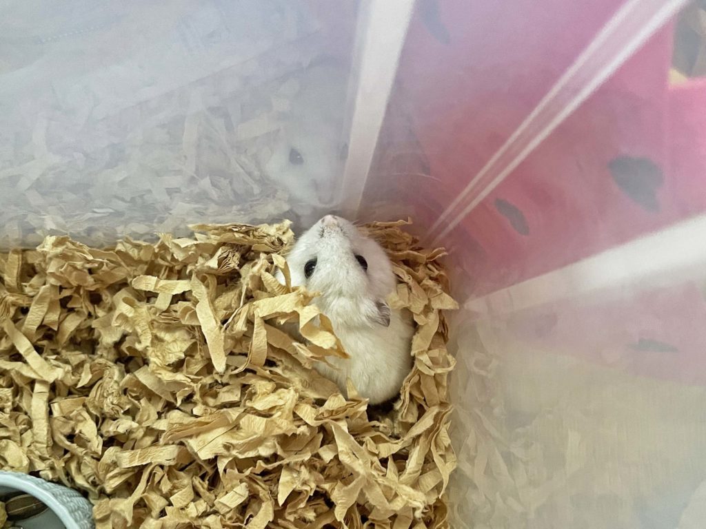 ハム公🐹（仮名）観察日記212：ハム公🐹(仮名)すみっこでエサを食べる