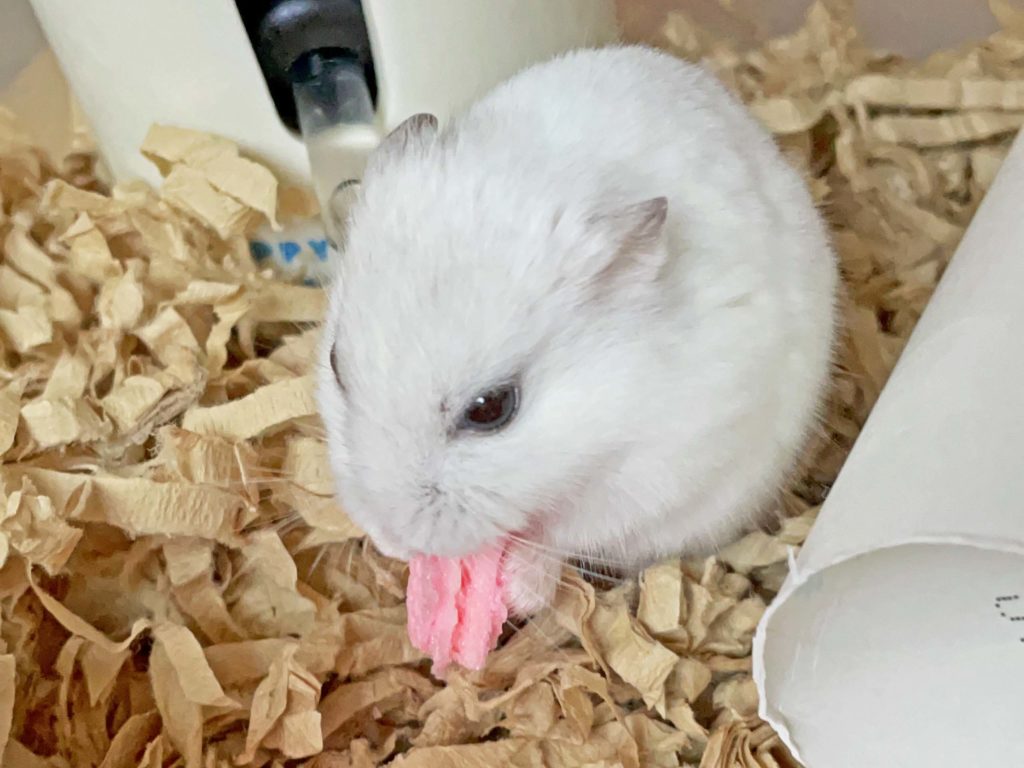 ハム公🐹（仮名）観察日記213：ハム公🐹(仮名)イチゴ🍓ウェハースをもらう
