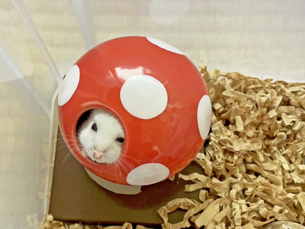 ハム公🐹（仮名）観察日記216：ハム公🐹(仮名)カボチャ🎃のタネを貰う