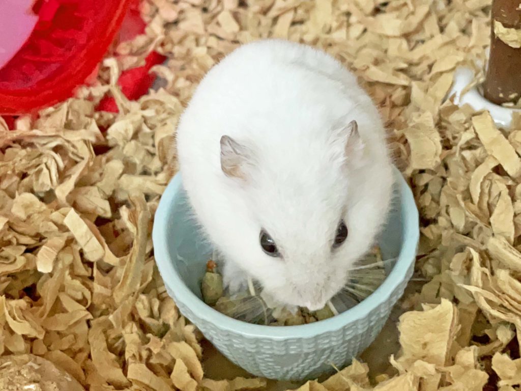 ハム公🐹（仮名）観察日記218：ハム公🐹(仮名)餌皿を見つけて、エサを見繕う