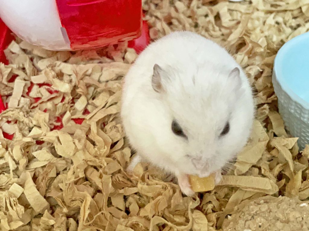 ハム公🐹（仮名）観察日記220：ハム公🐹(仮名)チーズ🧀を貰う
