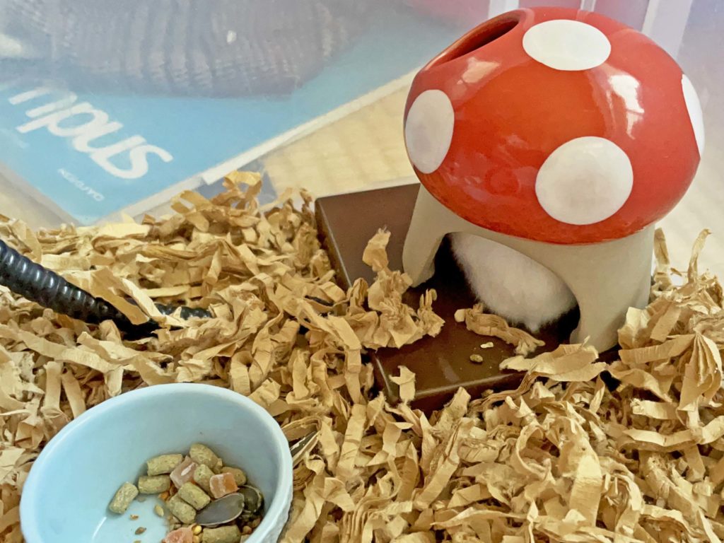 ハム公🐹（仮名）観察日記221：ハム公🐹(仮名)寒いのですぐにお家🍄に帰る