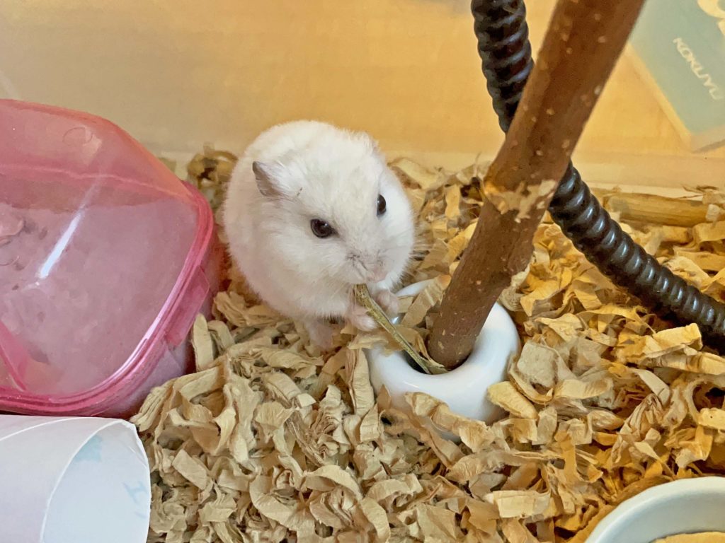 ハム公🐹（仮名）観察日記222：ハム公🐹(仮名)ニボシ🐟を貰う