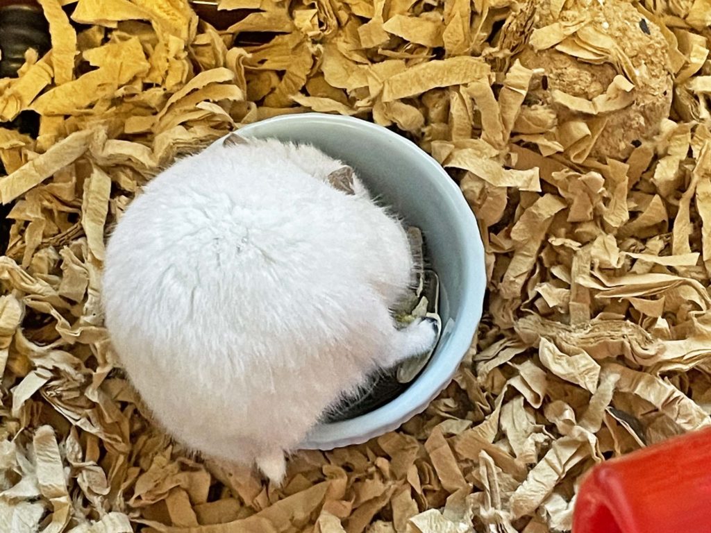 ハム公🐹（仮名）観察日記223：ハム公🐹(仮名)餌皿から目ぼしいエサを見繕う