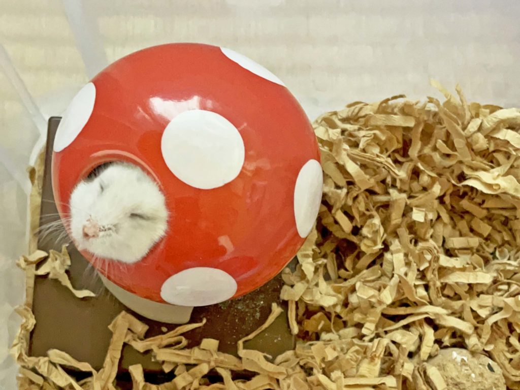 ハム公🐹（仮名）観察日記225：ハム公🐹(仮名)カボチャ🎃のタネを貰う