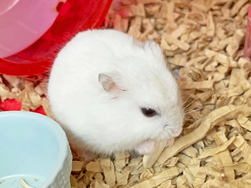 ハム公🐹（仮名）観察日記226：ハム公🐹(仮名)カボチャ🎃のタネと格闘