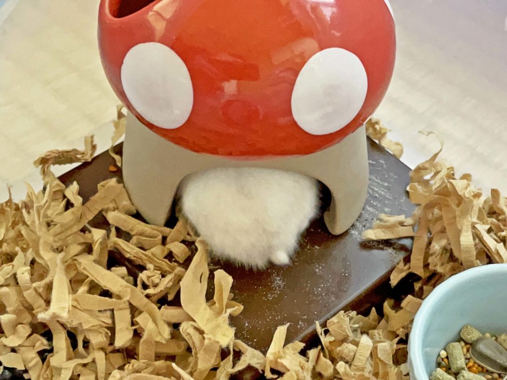 ハム公🐹（仮名）観察日記227：ハム公🐹(仮名)あれれ？もう満腹？