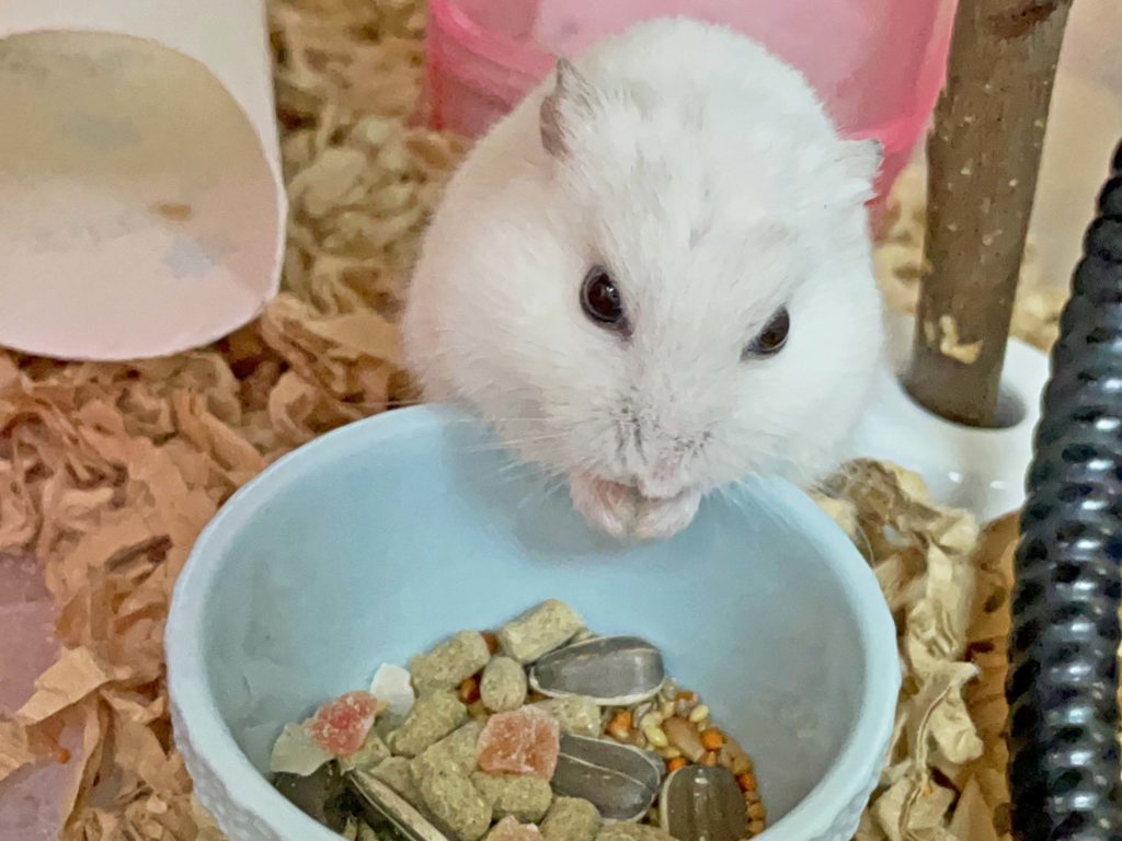 ハム公🐹（仮名）観察日記229：ハム公🐹(仮名)目ぼしいエサを見繕う