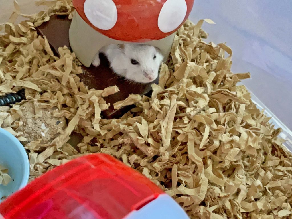 ハム公🐹（仮名）観察日記231：ハム公🐹(仮名)イチゴ🍓ウェハースを貰う