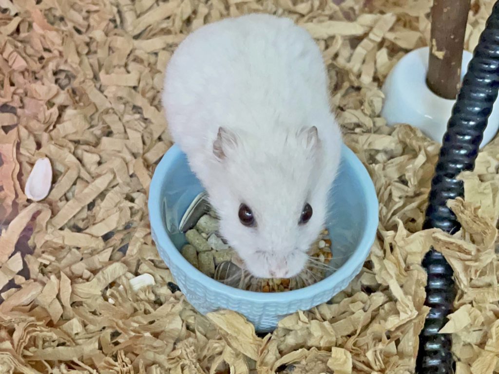 ハム公🐹（仮名）観察日記233：ハム公🐹(仮名)餌皿を華麗にスルー🤣