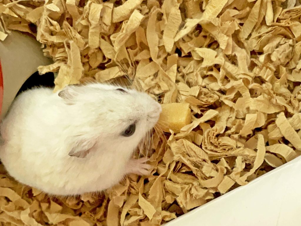 ハム公🐹（仮名）観察日記234：ハム公🐹(仮名)チーズ🧀を貰う