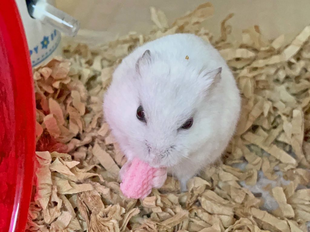 ハム公🐹（仮名）観察日記238：ハム公🐹(仮名)イチゴ🍓ウェハースを貰う