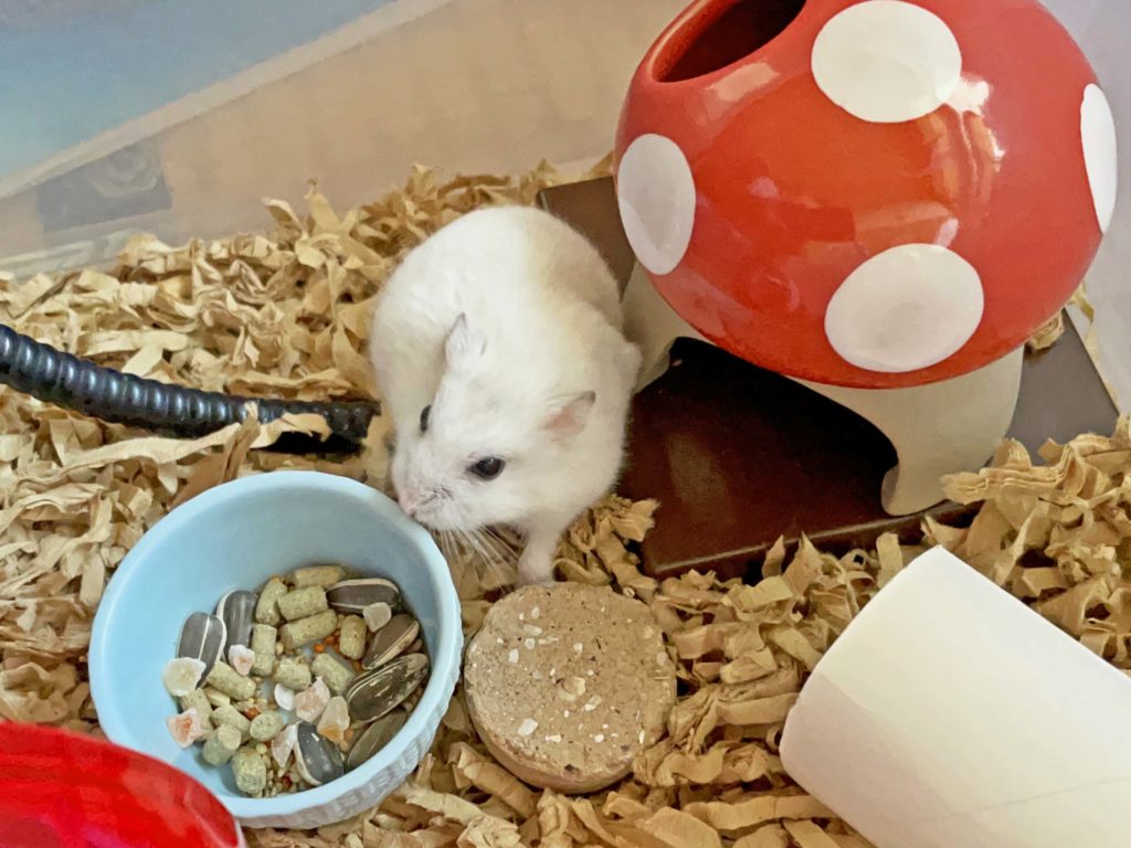 ハム公🐹（仮名）観察日記239：ハム公🐹(仮名)餌皿を華麗にスルー😅