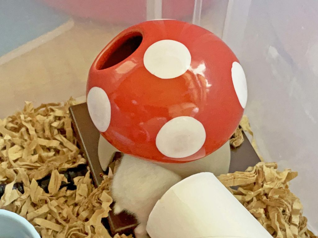 ハム公🐹（仮名）観察日記241：ハム公🐹(仮名)床材を持ち込む