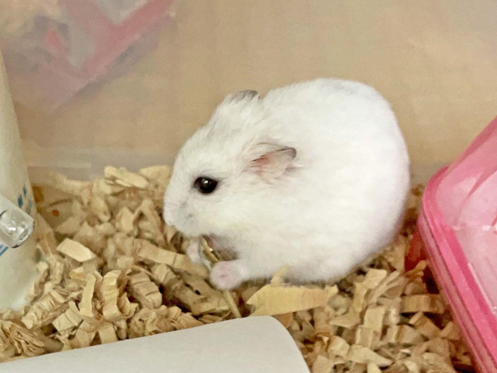 ハム公🐹（仮名）観察日記242：ハム公🐹(仮名)ニボシ🐟を貰う