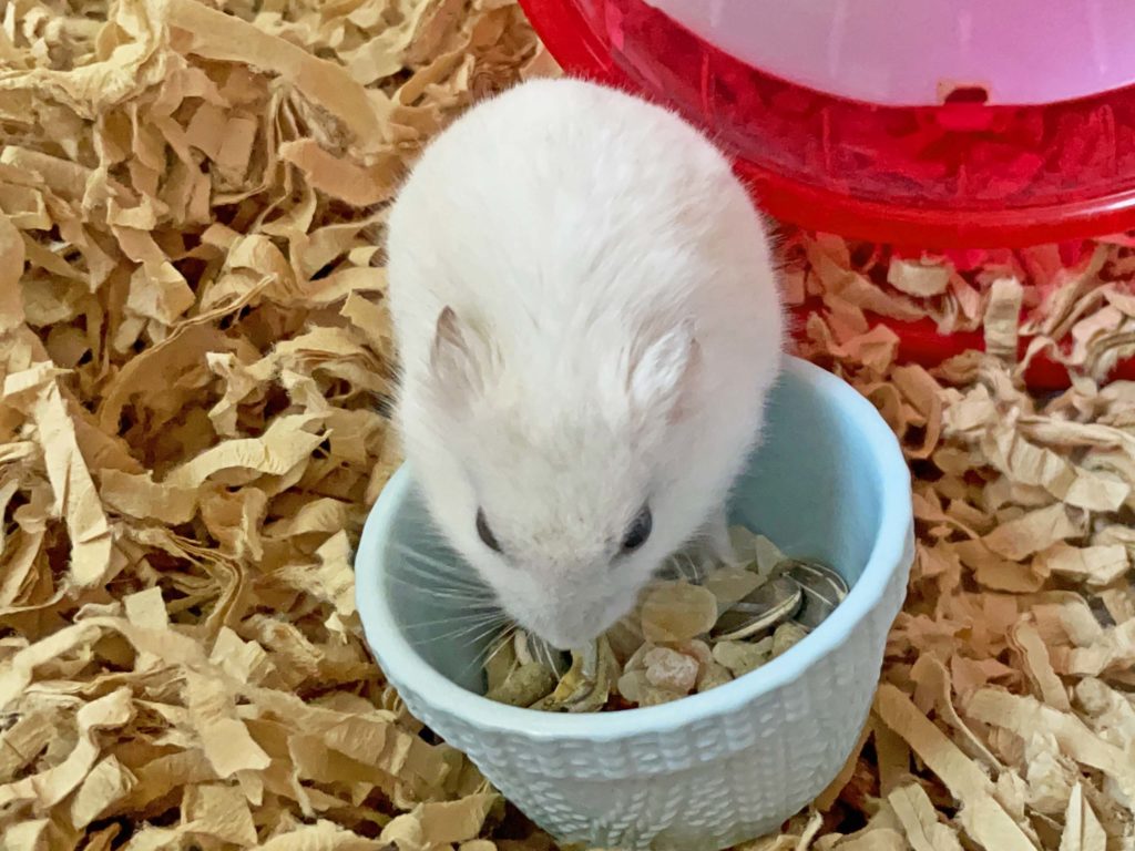 ハム公🐹（仮名）観察日記243：ハム公🐹(仮名)餌皿のエサを見繕う