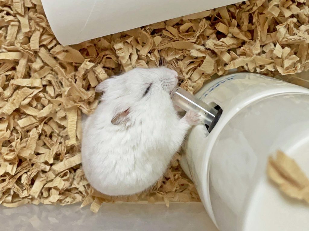 ハム公🐹（仮名）観察日記244：ハム公🐹(仮名)ゴクゴク水を飲む