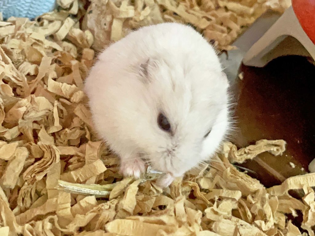 ハム公🐹（仮名）観察日記228：ハム公🐹(仮名)ニボシ🐟を貰う