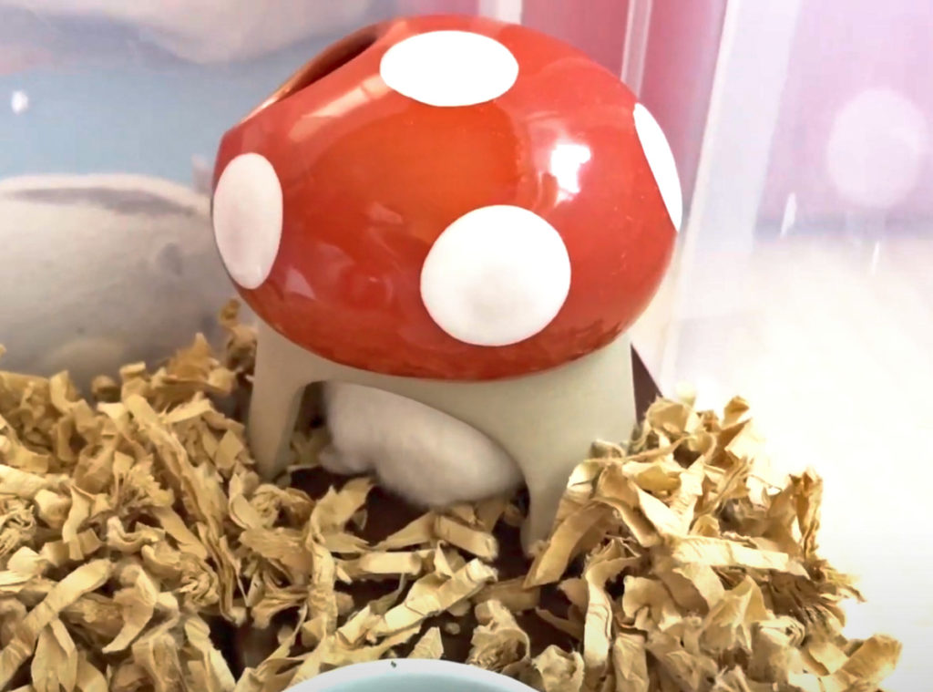 ハム公🐹（仮名）観察日記253：やっぱり寒い🥶ので、キノコ🍄のお家に帰るハム公🐹(仮名)