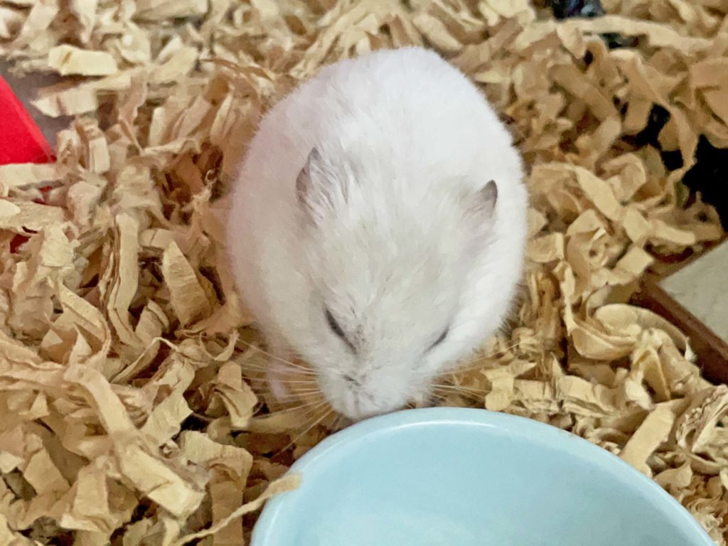 ハム公🐹（仮名）観察日記245：ハム公🐹(仮名)チーズ🧀を貰う