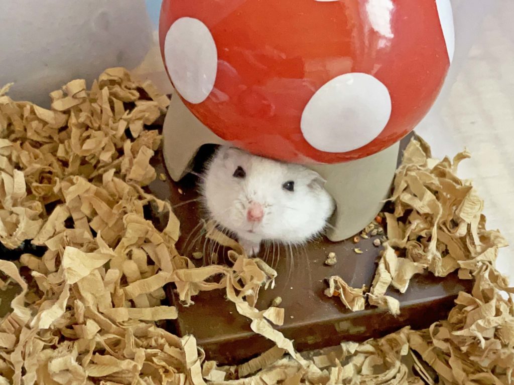 ハム公🐹（仮名）観察日記248：ニボシ🐟はお気に召さなかったらしい😭