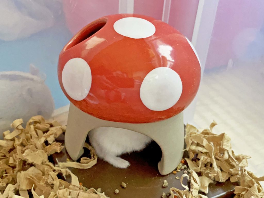ハム公🐹（仮名）観察日記250：エサの準備が出来たけど…