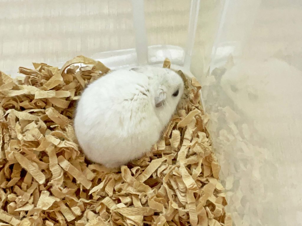 ハム公🐹（仮名）観察日記251：ハム公🐹(仮名)寒過ぎ🥶て出て来ない💦