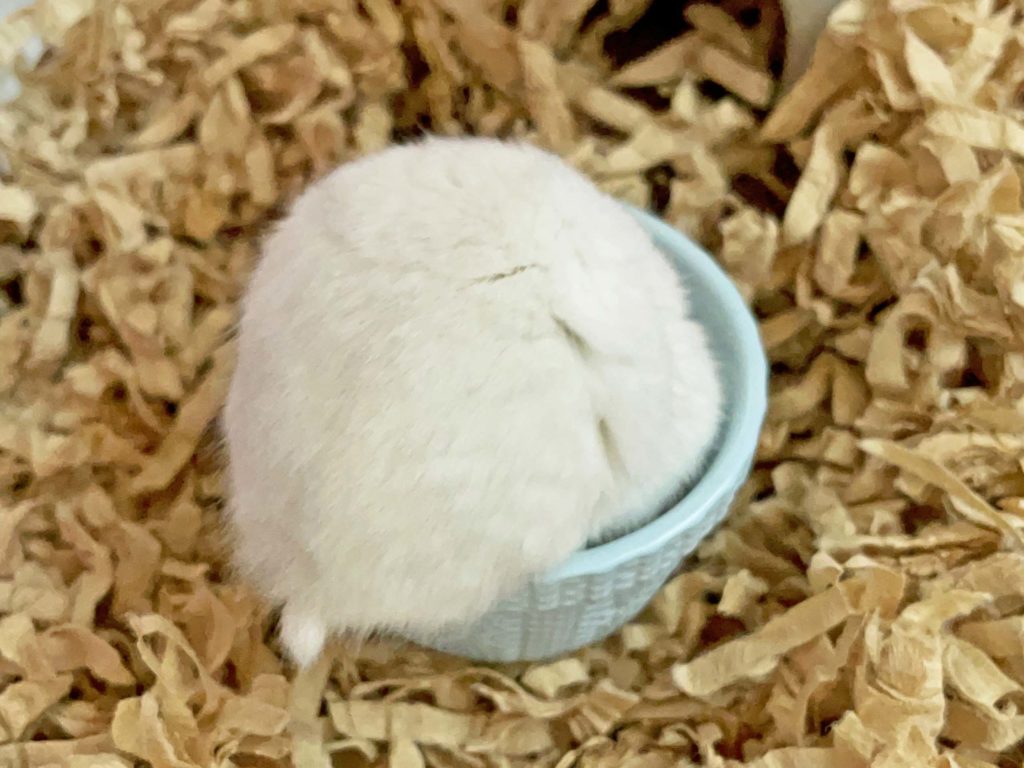 ハム公🐹（仮名）観察日記252：ハム公🐹(仮名)餌皿を物色する。