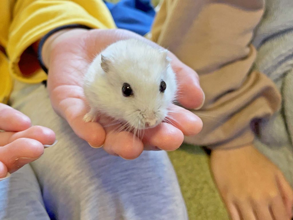 ハム公🐹（仮名）観察日記254：ハム公🐹(仮名)部屋んぽ中
