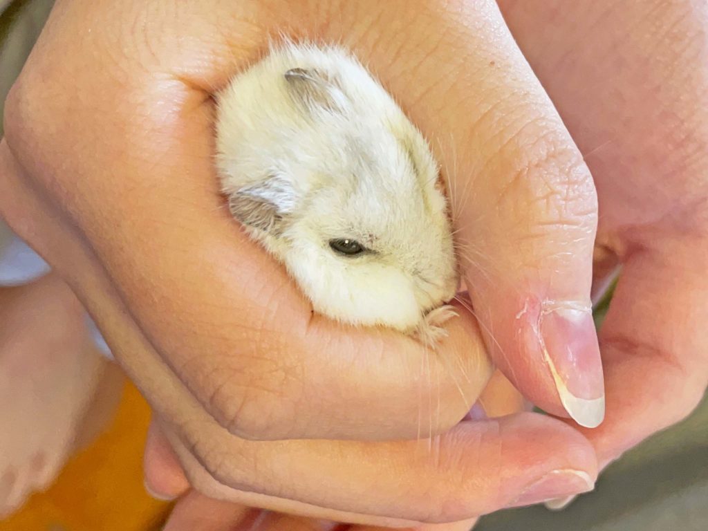 ハム公🐹（仮名）観察日記255：チャウチャウ？🐹