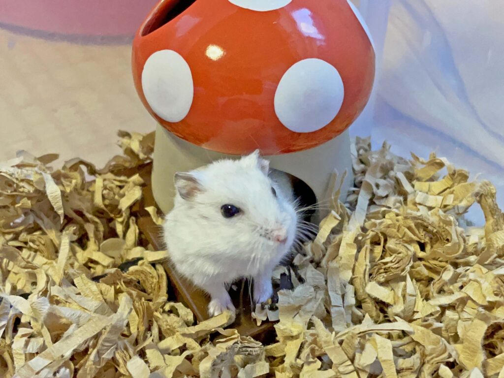 ハム公🐹（仮名）観察日記258：ハム公🐹(仮名)チーズ🧀を貰う