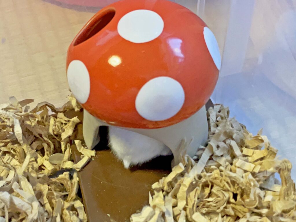 ハム公🐹（仮名）観察日記259：ハム公🐹(仮名)餌皿を見繕ってキノコ🍄のお家へ