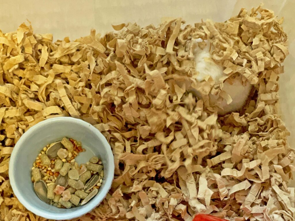 ハム公🐹（仮名）観察日記261：ハム公🐹(仮名)床材の寝床にもぐる