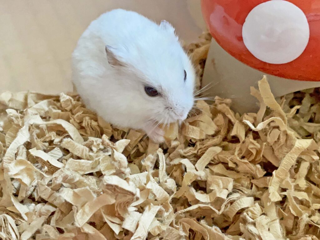 ハム公🐹（仮名）観察日記262：今日は寒い❄️から…