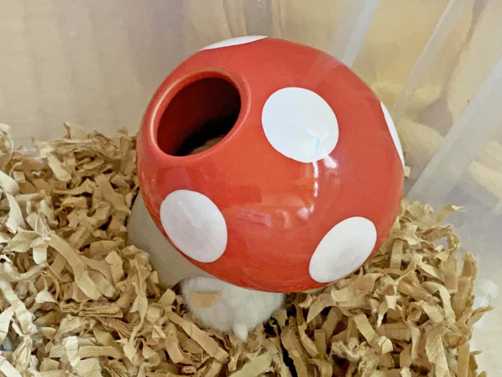 ハム公🐹（仮名）観察日記263：あんまりお腹空いて無い？
