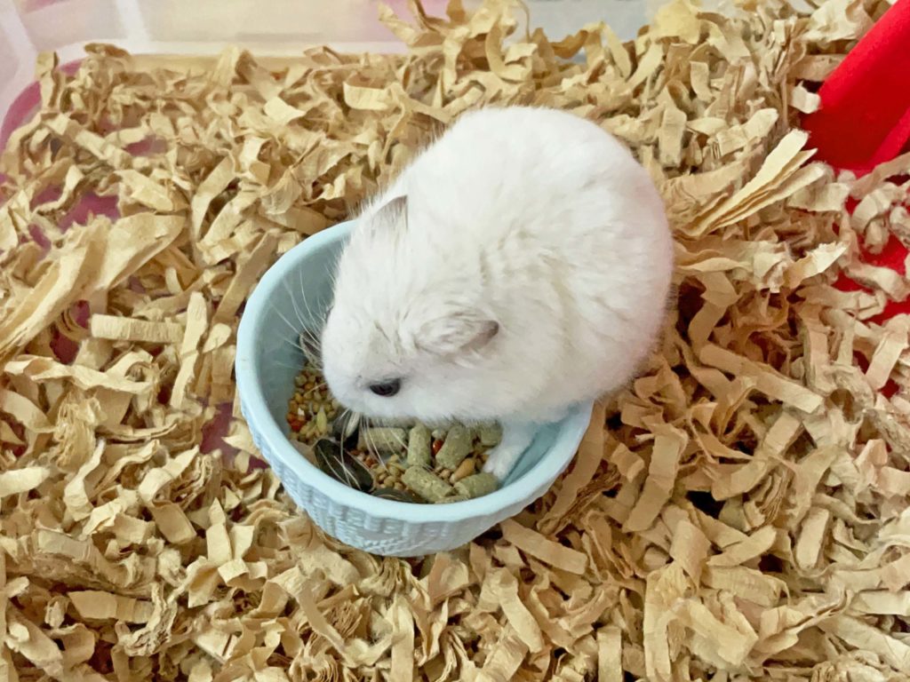 ハム公🐹（仮名）観察日記246：ハム公🐹(仮名)餌皿を漁る