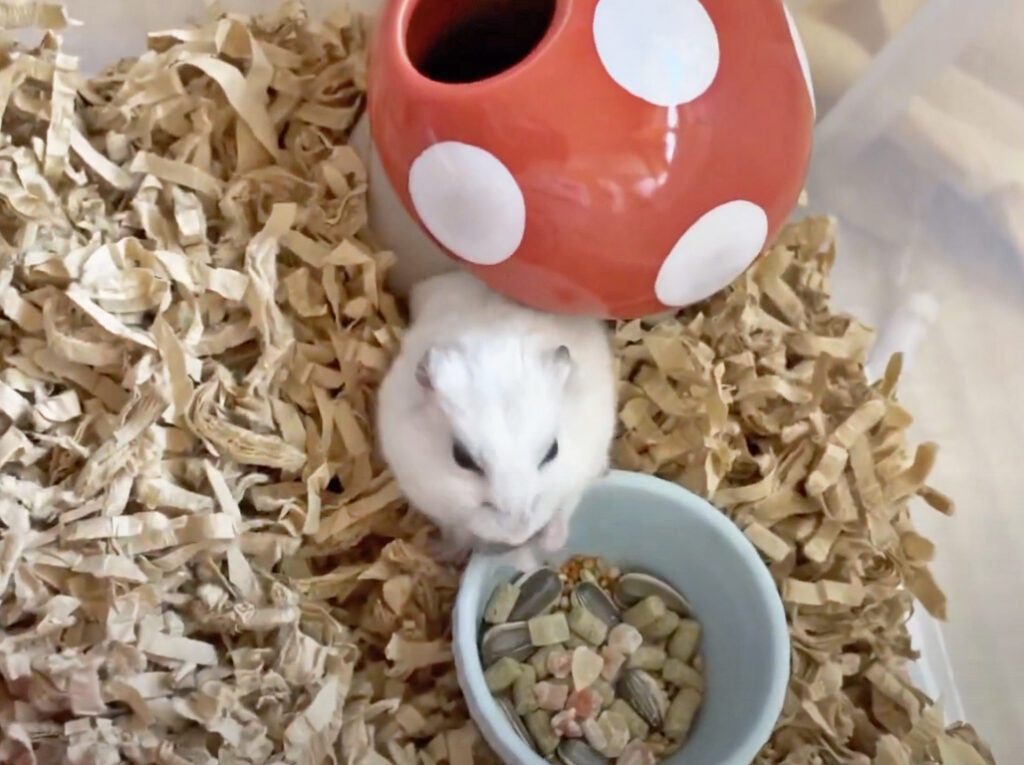 ハム公🐹（仮名）観察日記264：寒がり🥶？横着？