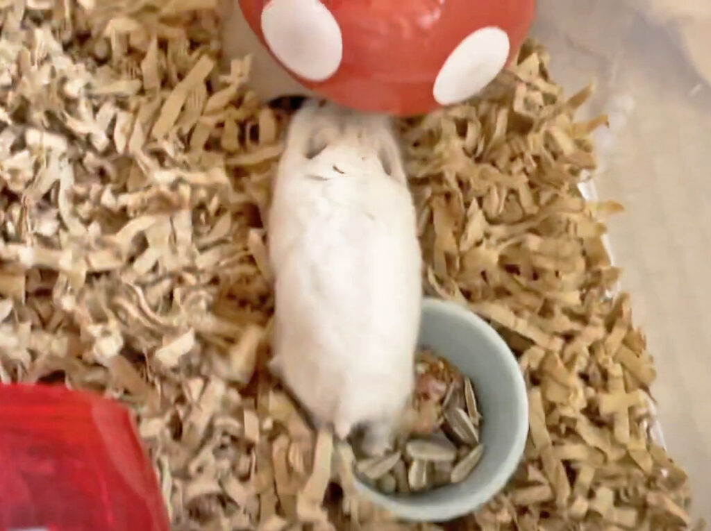 ハム公🐹（仮名）観察日記266：ハム公🐹(仮名)床材を運ぶ