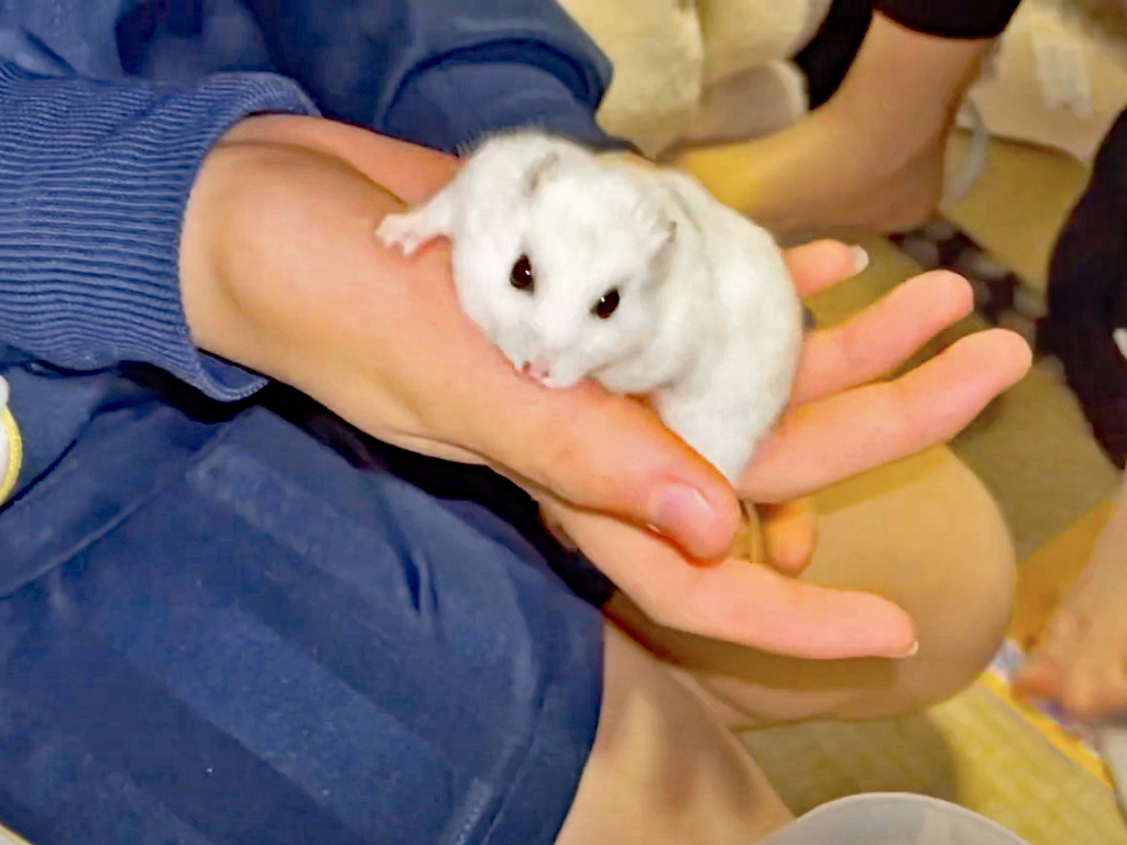 ハム公🐹（仮名）観察日記271：ハム公🐹(仮名)の節分2021