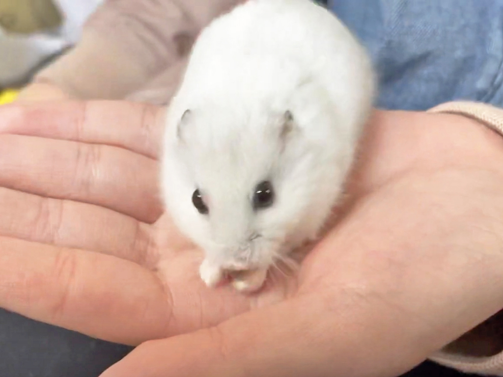 ハム公🐹（仮名）観察日記289：ハム公🐹(仮名)ケージに戻る