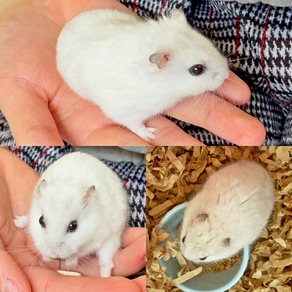 ハム公🐹（仮名）観察日記274：ハム公🐹(仮名)ケージ掃除🧹