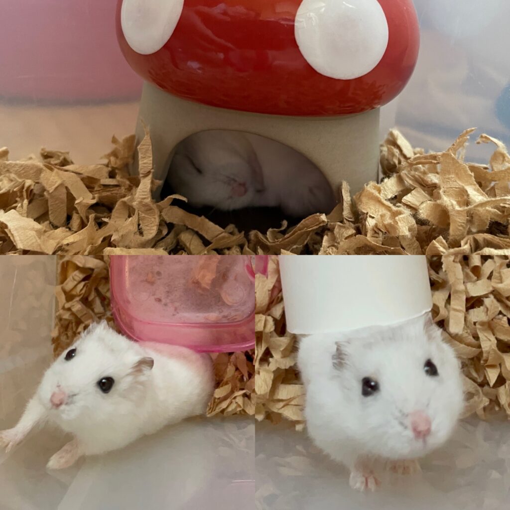 ハム公🐹（仮名）観察日記277：今日はお腹いっぱい？