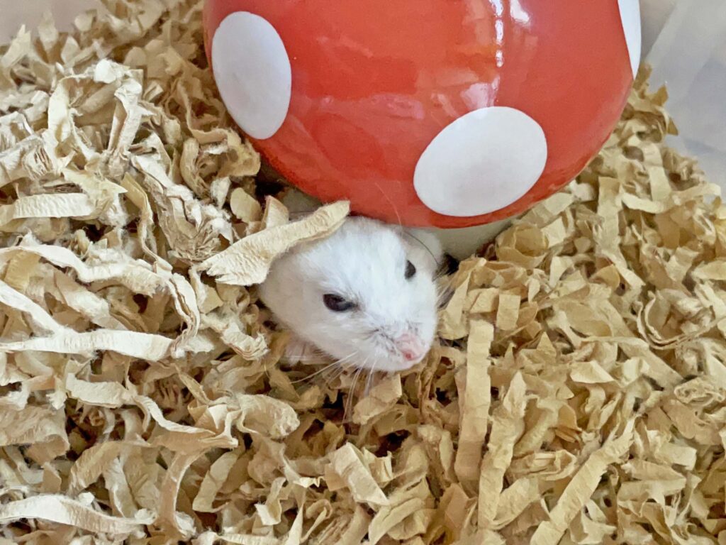 ハム公🐹（仮名）観察日記267：ハム公🐹(仮名)寒くて❄️なかなか起きて来ない