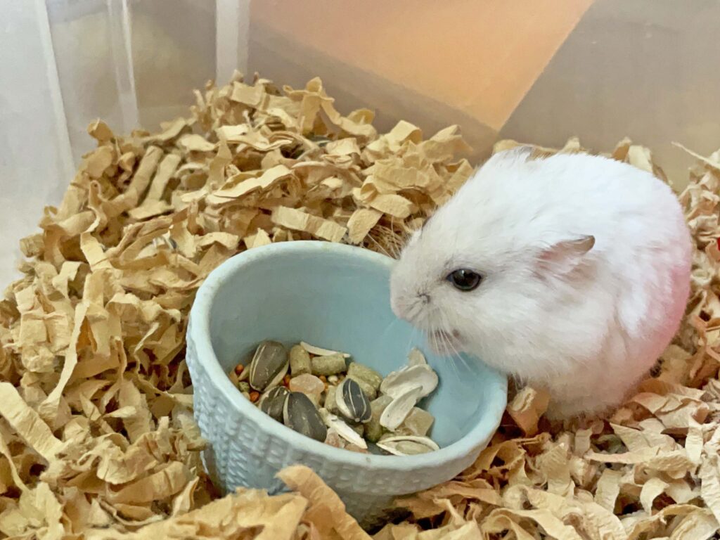 ハム公🐹（仮名）観察日記268：ハム公🐹(仮名)ヒマワリ🌻のタネを頬袋に詰める