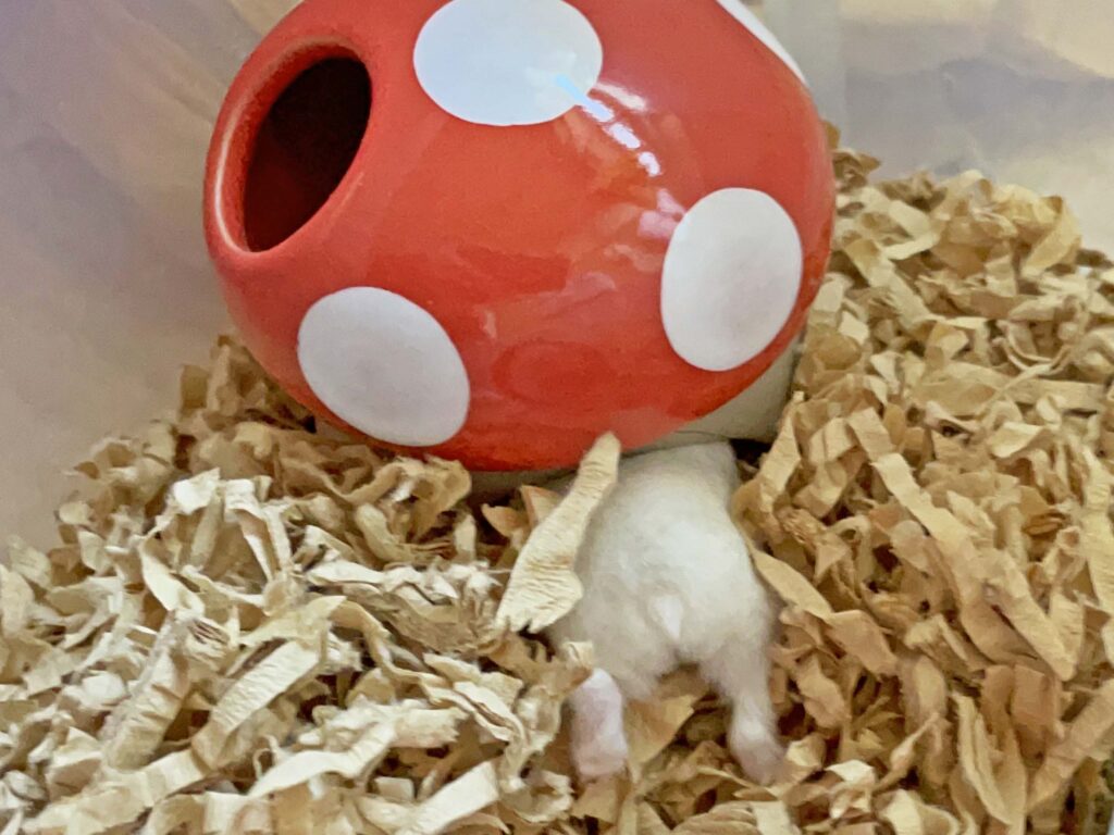 ハム公🐹（仮名）観察日記269：ハム公🐹(仮名)キノコ🍄のお家に帰る