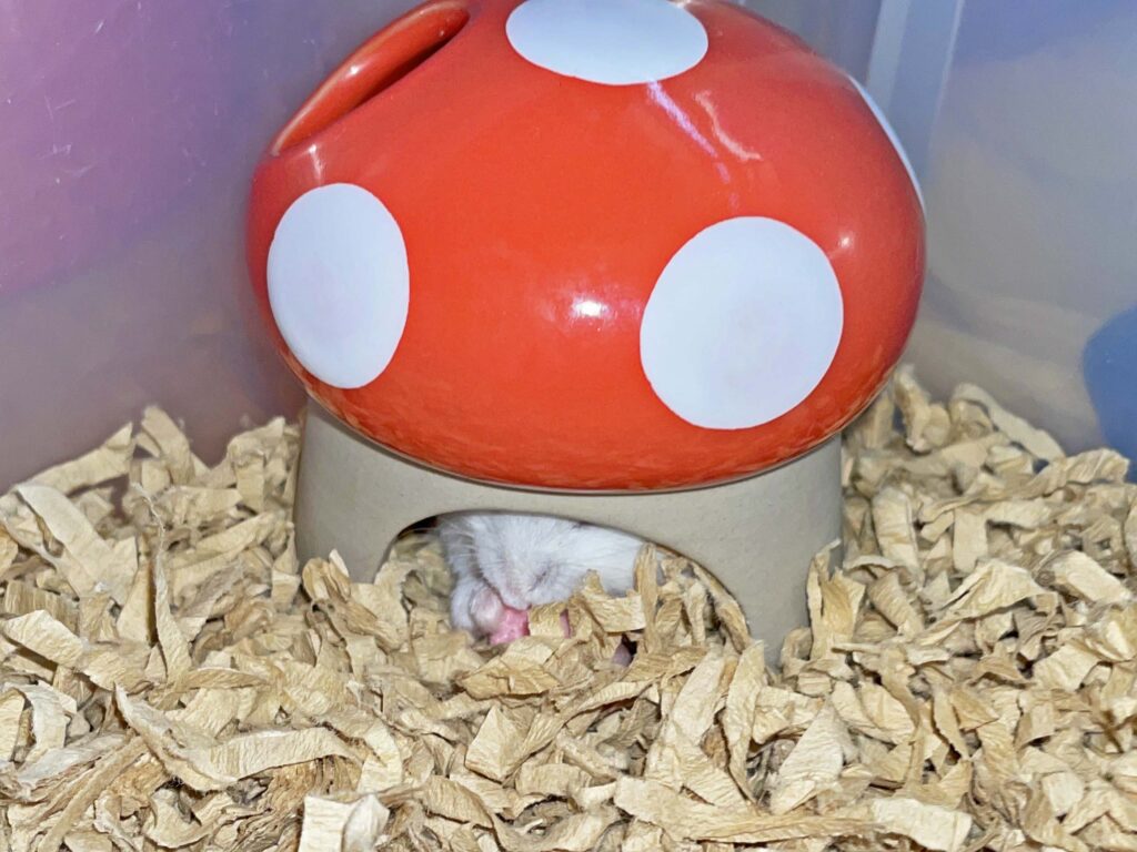 ハム公🐹（仮名）観察日記270：ハム公🐹（仮名）キノコ🍄のお家でイチゴ🍓ウェハースを食べる
