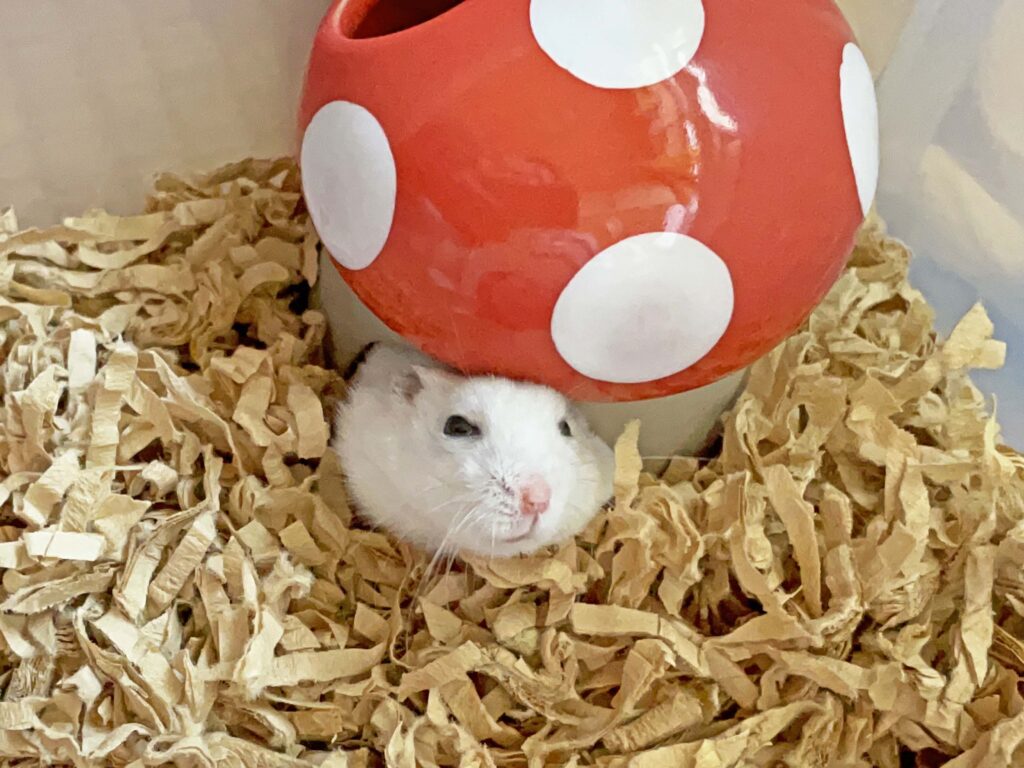 ハム公🐹（仮名）観察日記272：おはよう☀️ハム公🐹(仮名)
